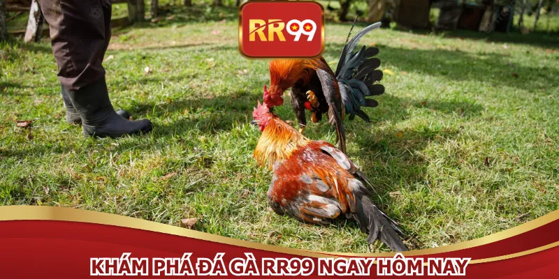 Khám phá đá gà RR99 ngay hôm nay