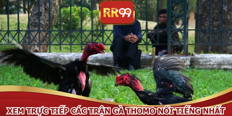 Xem trực tiếp các trận gà thomo nổi tiếng nhất